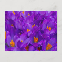 A Field of Purple Crocuses