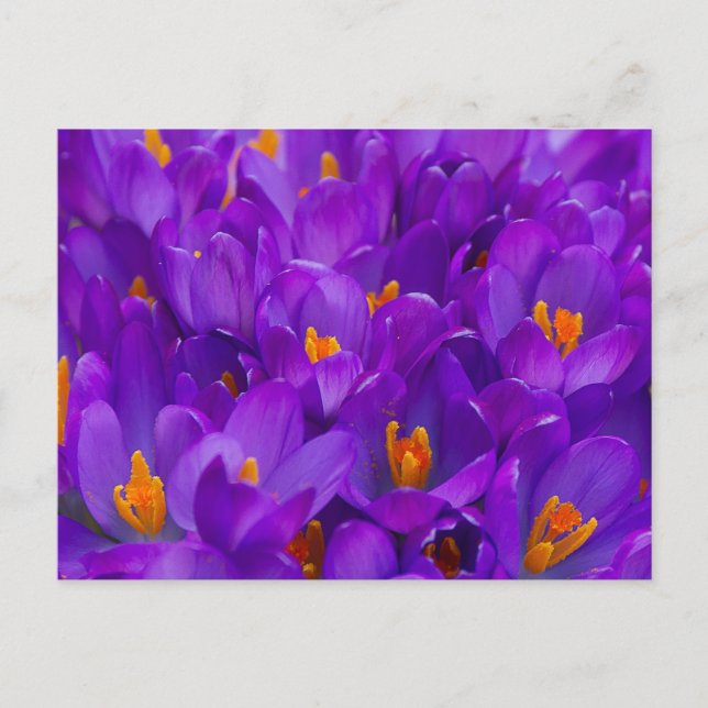 A Field of Purple Crocuses Postcard (Front)