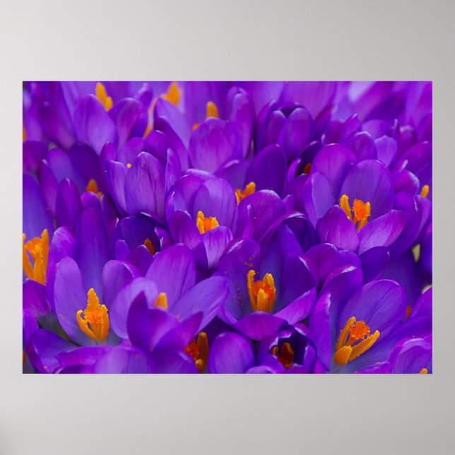 A Field of Purple Crocuses Poster (Front)
