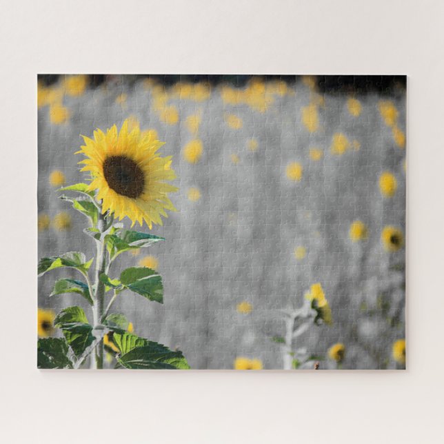 A Field of Sunflowers in Black & White Jigsaw Puzzle (Horizontal)