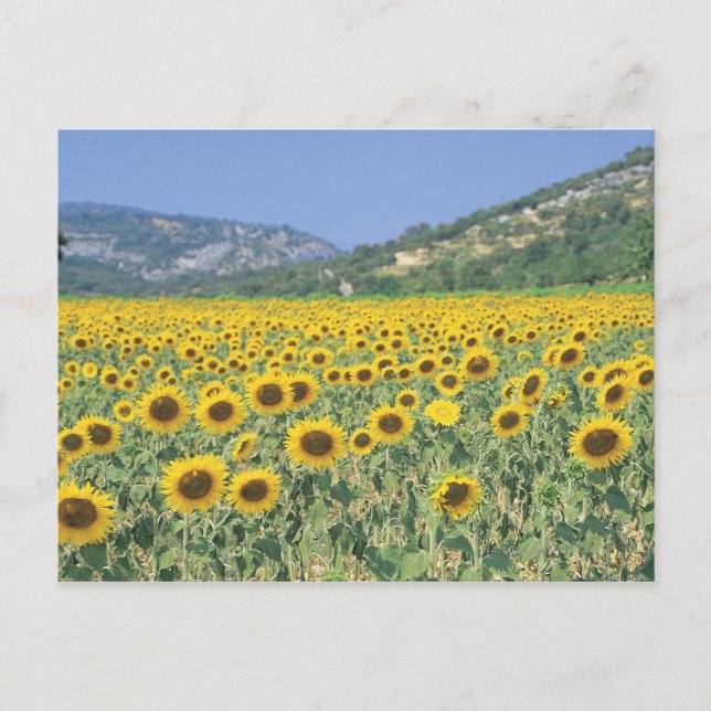 a field of sunflowers postcard (Front)
