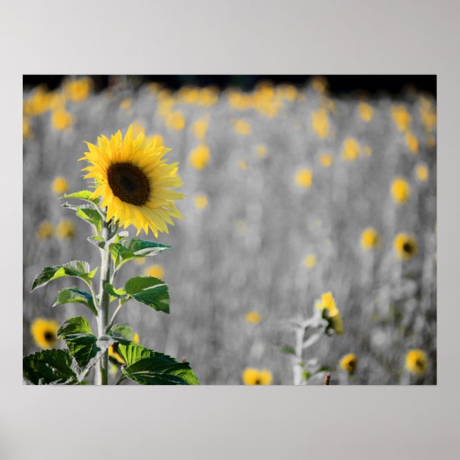 A Field of Sunflowers Poster (Front)