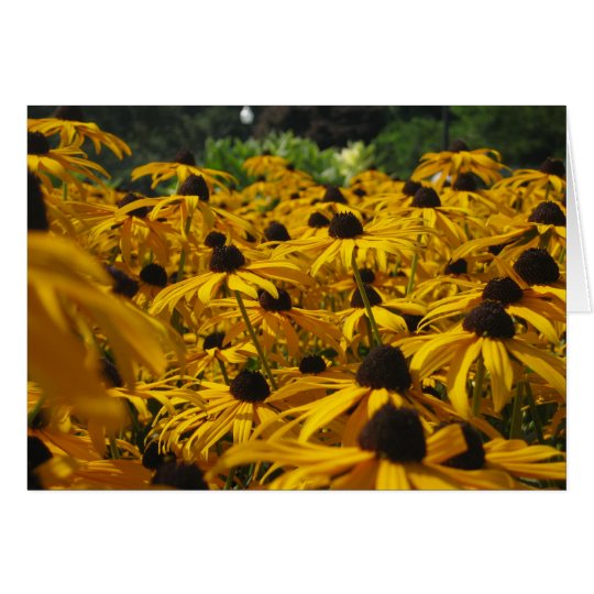 A field of Susies Card