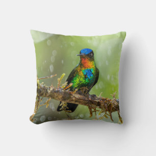 A Fiery-throated Hummingbird in the Cloud Forest Cushion