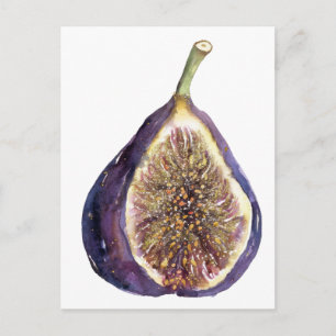 A Fig Painting Postcard