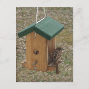A Finch at the Feeder Postcard