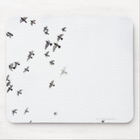 A flock of birds is flying at the sky