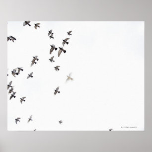 A flock of birds is flying at the sky poster