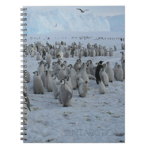 A flock of Pingains in Antarctica, photo. Notebook