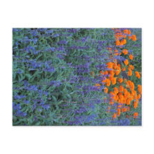 A flower garden of blue salvia and marigolds.