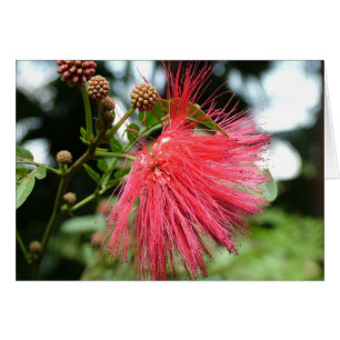 A flower named Phoenix