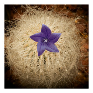 A flower poster
