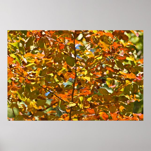 A Flurry of Gold and Orange Autumn Leaves Poster (Front)