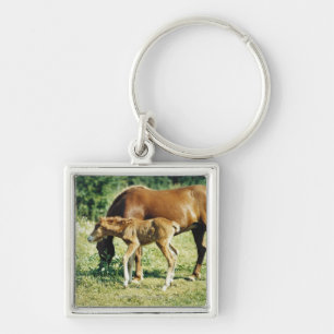 A foal and a horse in a pasture. key ring