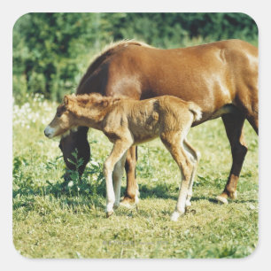 A foal and a horse in a pasture. square sticker