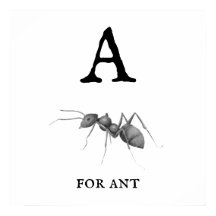 "A" for Ant  Poster