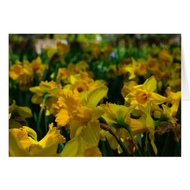 A Forest of Daffodils (Front Horizontal)