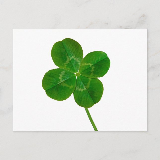 A Four Leaf Clover Postcard (Front)
