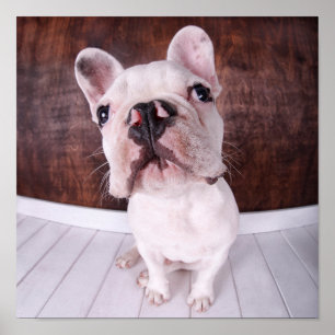 A French Bulldog Puppy Poster