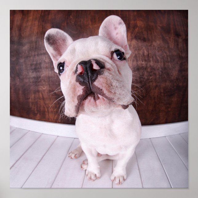 A French Bulldog Puppy Poster (Front)