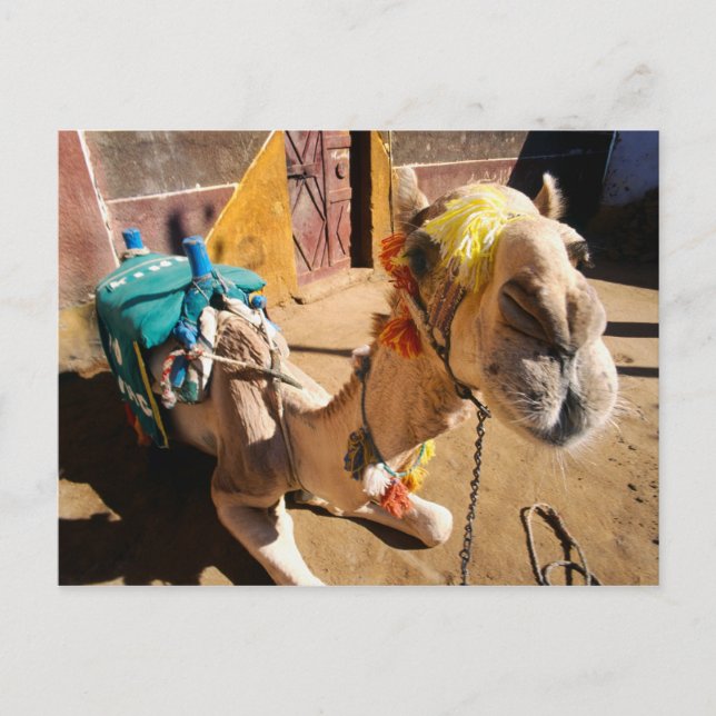 A friendly camel awaits its next rider, Cairo, Postcard (Front)