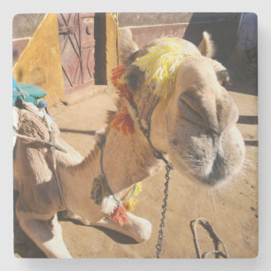 A friendly camel awaits its next rider, Cairo, Stone Coaster