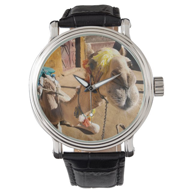 A friendly camel awaits its next rider, Cairo, Watch (Front)