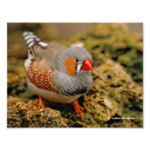 A Friendly Male Zebra Finch Photo Print