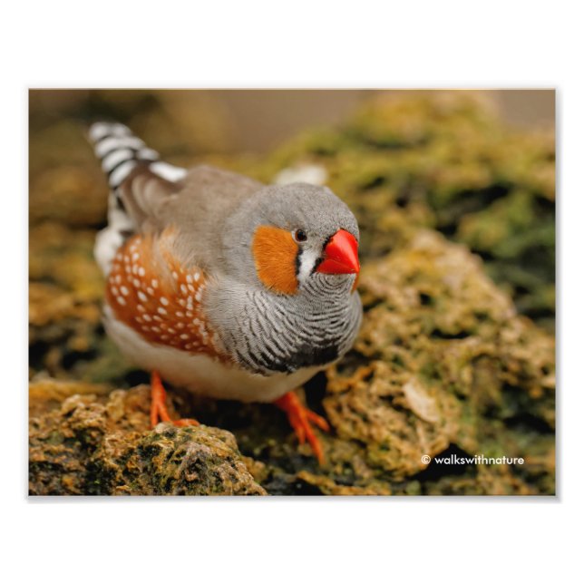 A Friendly Male Zebra Finch Photo Print (Front)