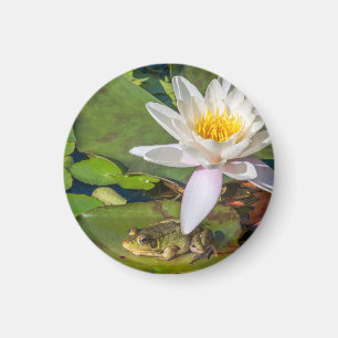 A frog under a flower of water lily magnet