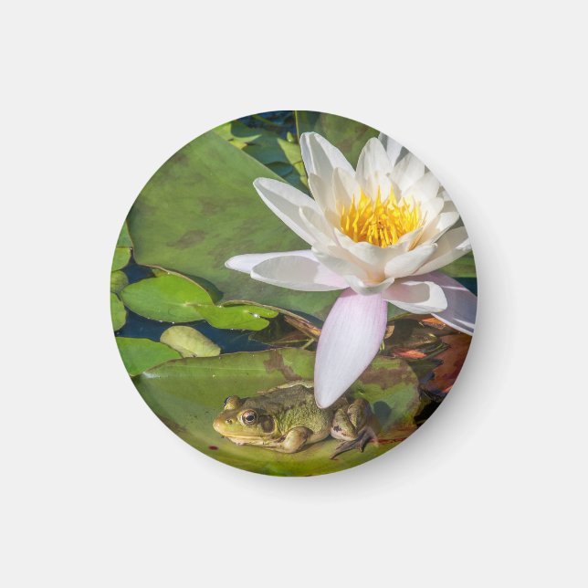 A frog under a flower of water lily magnet (Front)