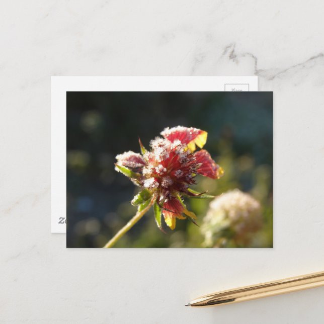A frosty flower postcard (Front/Back In Situ)
