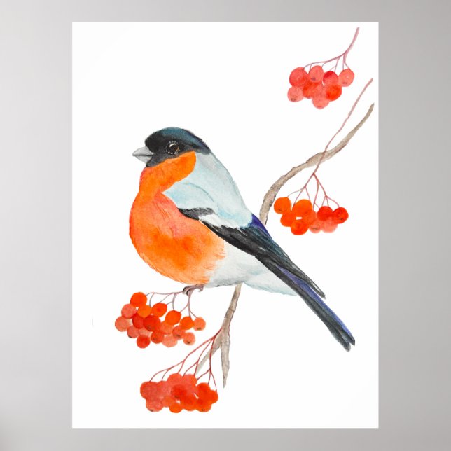 A funny bullfinch on a rowan tree branch poster (Front)