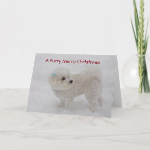 "A Furry Merry Christmas" Bichon Card