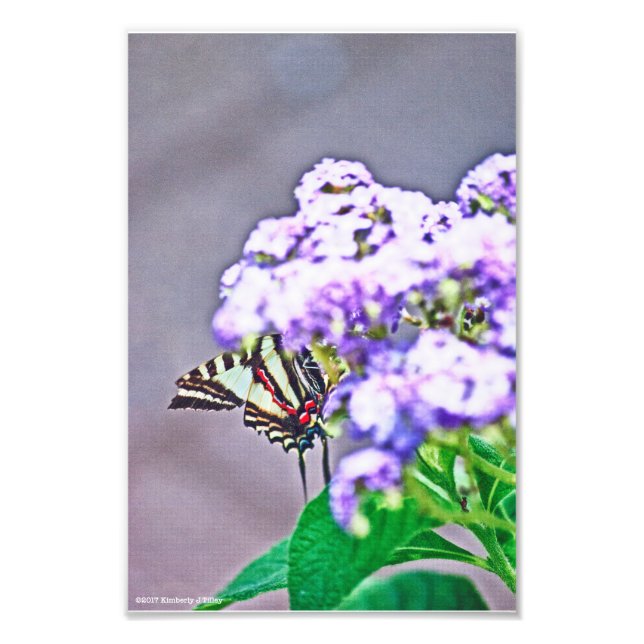 A Game of Hide and Seek Photo Print (Front)