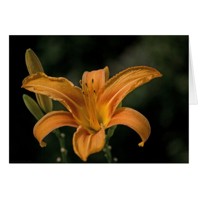 A Garden Delight Card (Front Horizontal)