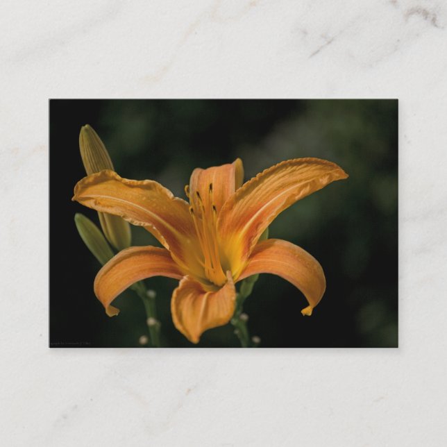 A Garden Delight Mini Print Business Card (Front)