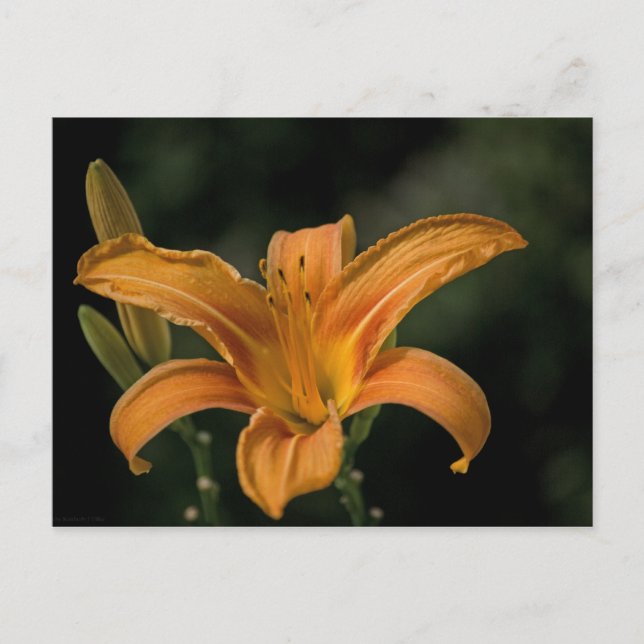 A Garden Delight Postcard (Front)