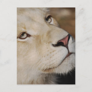 A gentle lion face South Africa Postcard