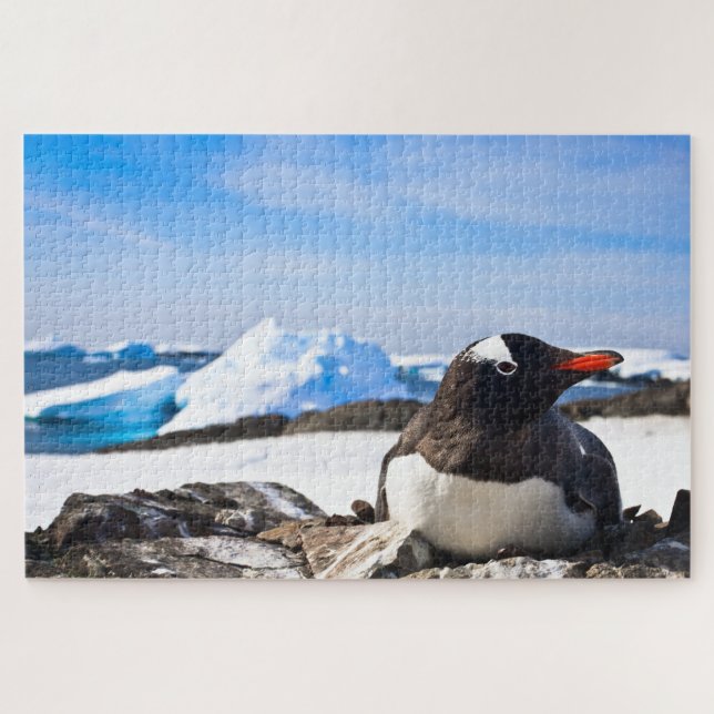 A Gentoo Penguin Lying On The Rocks Of Antarctica Jigsaw Puzzle (Horizontal)
