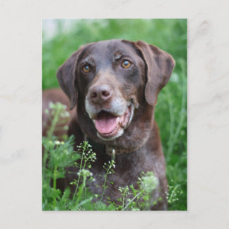 A German Shorthaired Pointer dog in the grass Postcard