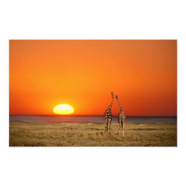 A Giraffe couple walks into the sunset, in Photo Print (Front)