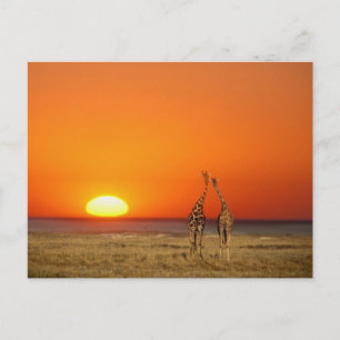 A Giraffe couple walks into the sunset, in Postcard