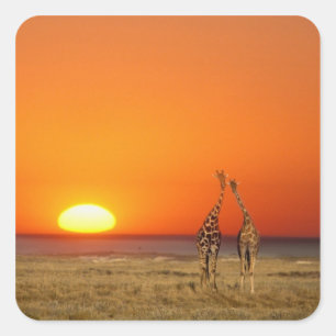A Giraffe couple walks into the sunset, in Square Sticker