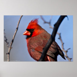 "A Glance" Red Male Cardinal Poster