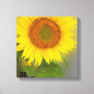 a glowing sunflower canvas print