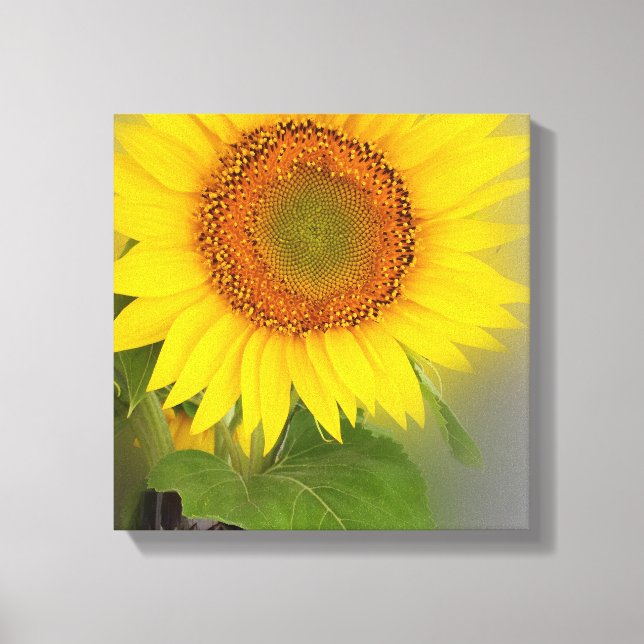 a glowing sunflower canvas print (Front)