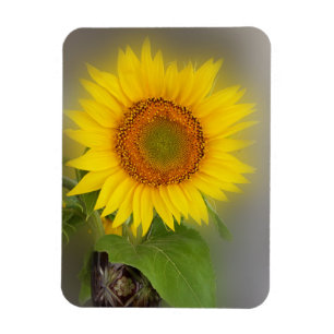 a glowing sunflower magnet