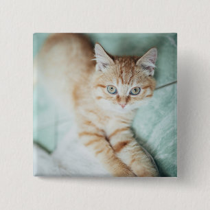 A Golden Colour Kitten Lying Down 15 Cm Square Badge
