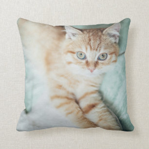 A Golden Colour Kitten Lying Down Cushion